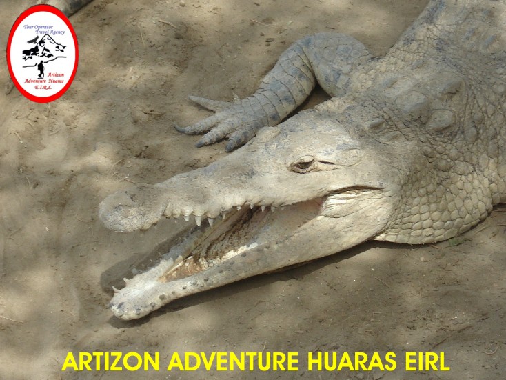 Islas de los Cocodrilos - Manglares - Tumbes